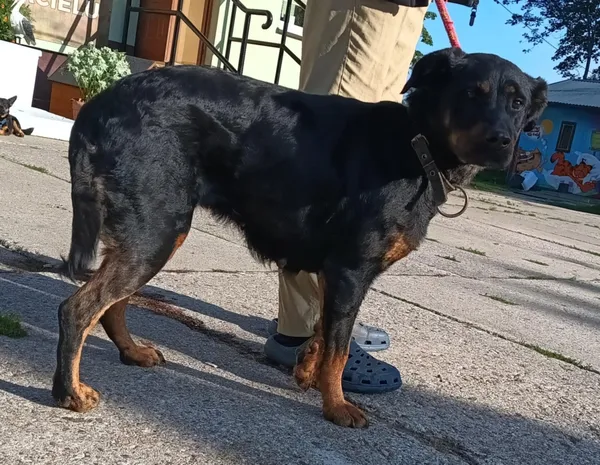 Znaleziono psa, Pieckowo, 30 lipca 2025 (1/2)