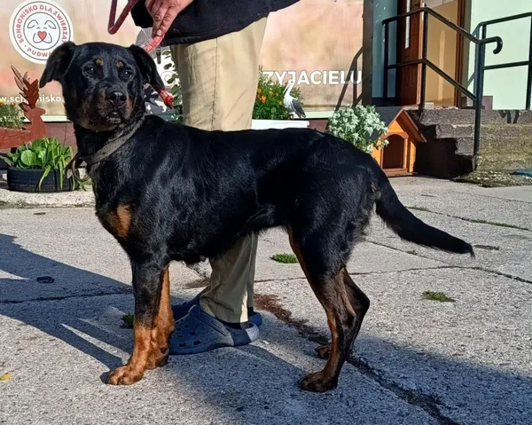 Znaleziono psa, Pieckowo, 30 lipca 2025 (2/2)