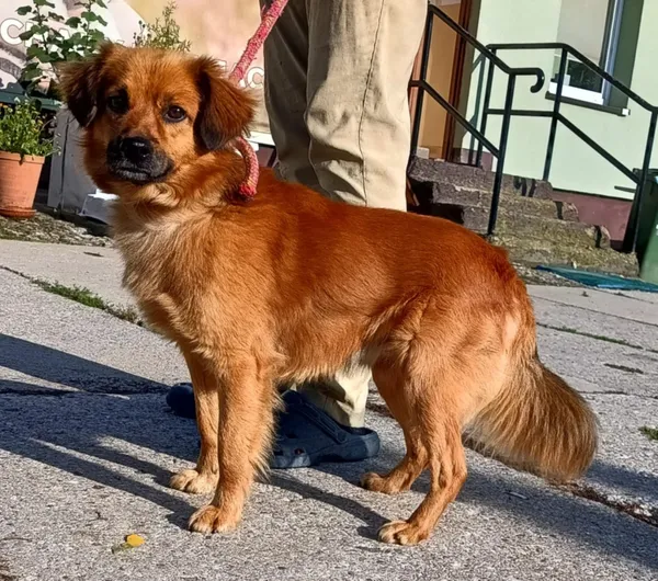 Znaleziono psa, Pieckowo, 30 lipca 2025 (1/2)