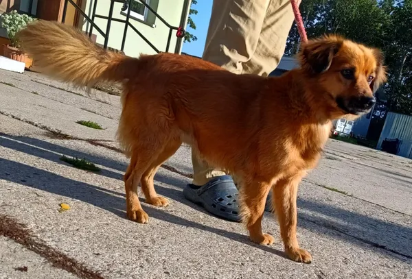 Znaleziono psa, Pieckowo, 30 lipca 2025 (2/2)