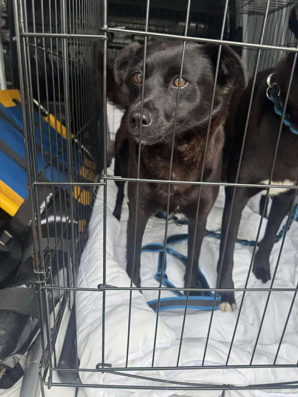 Znaleziono psa, Sosnowiec, 28 lipca 2025