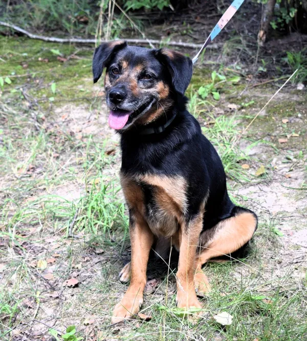 Znaleziono psa, Pieckowo, 29 lipca 2025 (1/5)