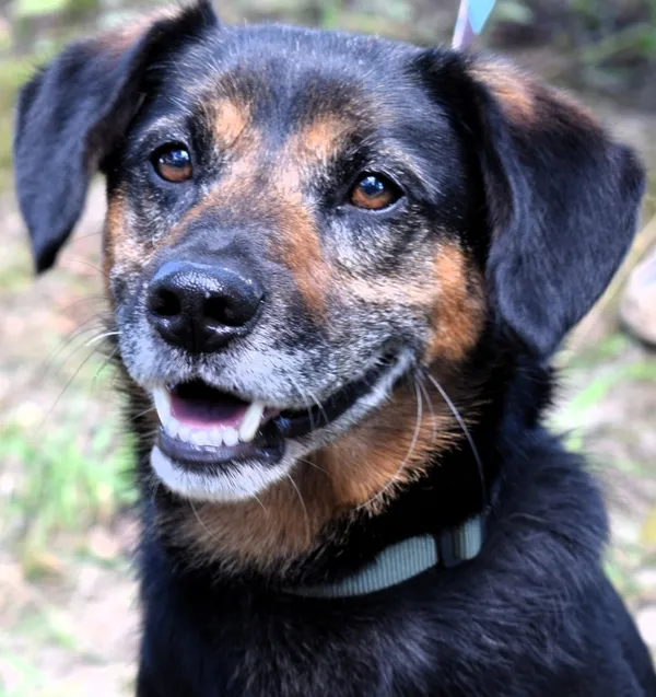 Znaleziono psa, Pieckowo, 29 lipca 2025 (3/5)