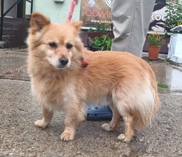 Znaleziono psa, Pieckowo, 29 lipca 2025 (2/2)