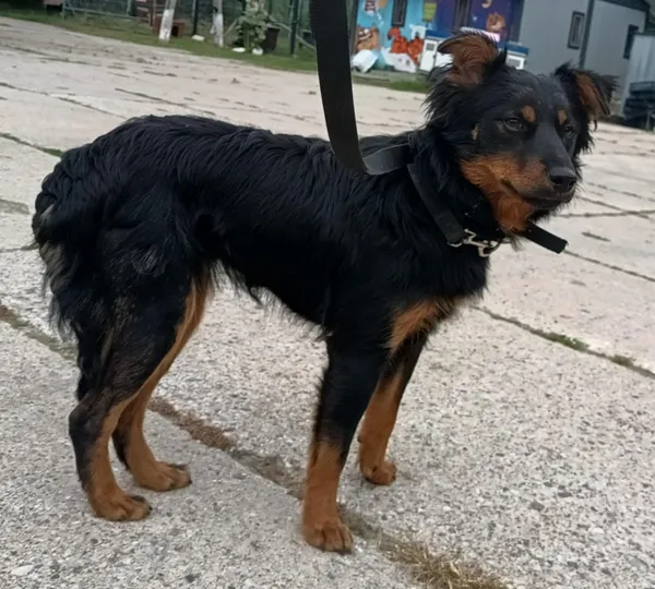 Znaleziono psa, Pieckowo, 29 lipca 2025 (1/2)