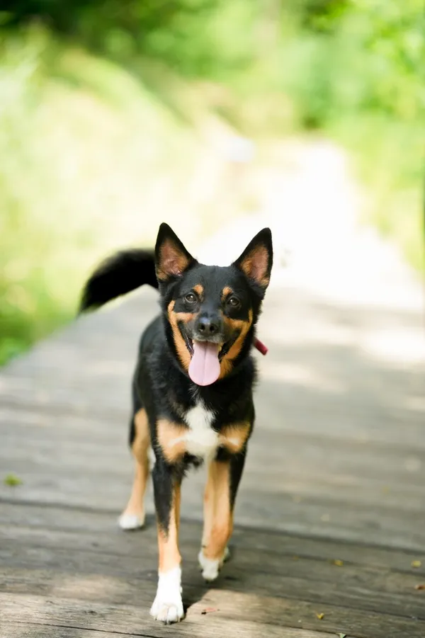 Znaleziono psa, Sosnowiec, 28 lipca 2025 (4/5)