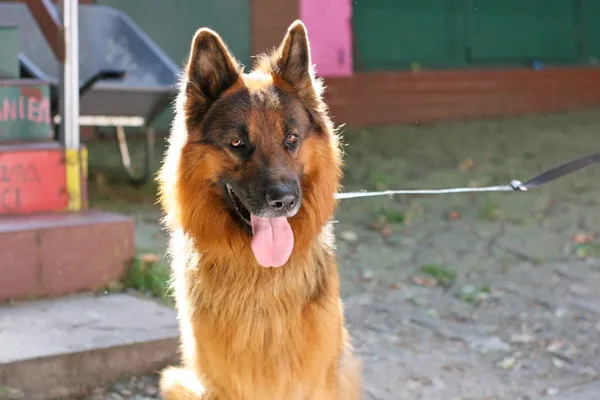 Znaleziono psa, Wałbrzych, 25 lipca 2025 (1/3)