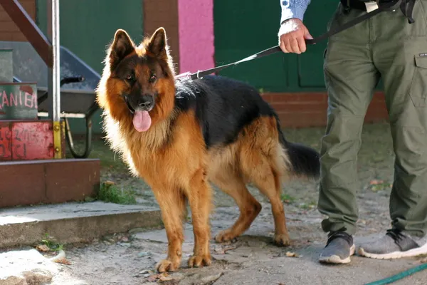 Znaleziono psa, Wałbrzych, 25 lipca 2025 (2/3)