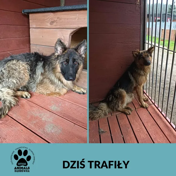 Znaleziono psa, Dąbrówka, 27 lipca 2025