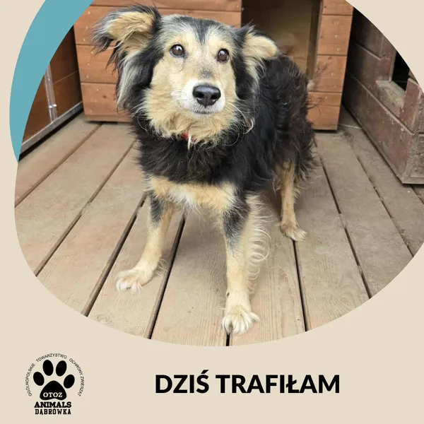 Znaleziono psa, Dąbrówka, 24 lipca 2025