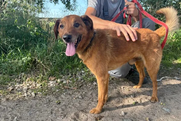 Znaleziono psa, Henrykowo, 17 lipca 2025 (1/3)