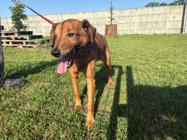 Znaleziono psa, Henrykowo, 17 lipca 2025 (2/3)