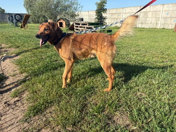 Znaleziono psa, Henrykowo, 17 lipca 2025 (3/3)