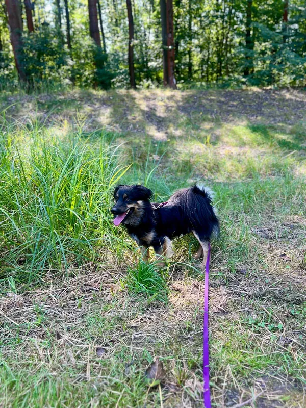 Znaleziono psa, Sosnowiec, 28 lipca 2025 (1/5)