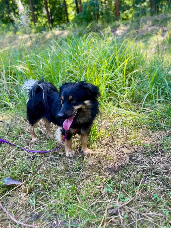 Znaleziono psa, Sosnowiec, 28 lipca 2025 (2/5)