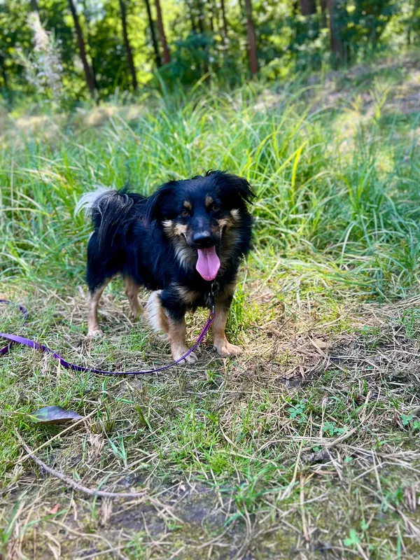 Znaleziono psa, Sosnowiec, 28 lipca 2025 (3/5)