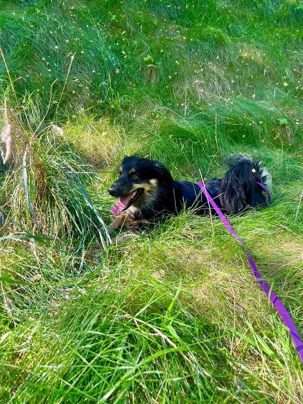 Znaleziono psa, Sosnowiec, 28 lipca 2025 (4/5)