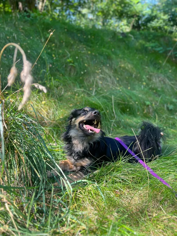 Znaleziono psa, Sosnowiec, 28 lipca 2025 (5/5)