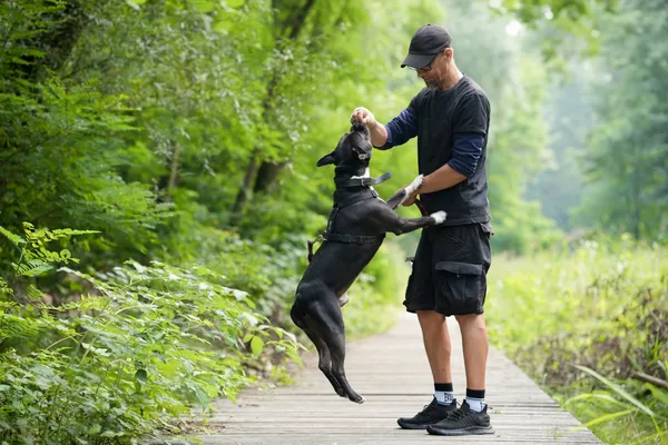 Znaleziono psa, Sosnowiec, 21 lipca 2025 (1/5)