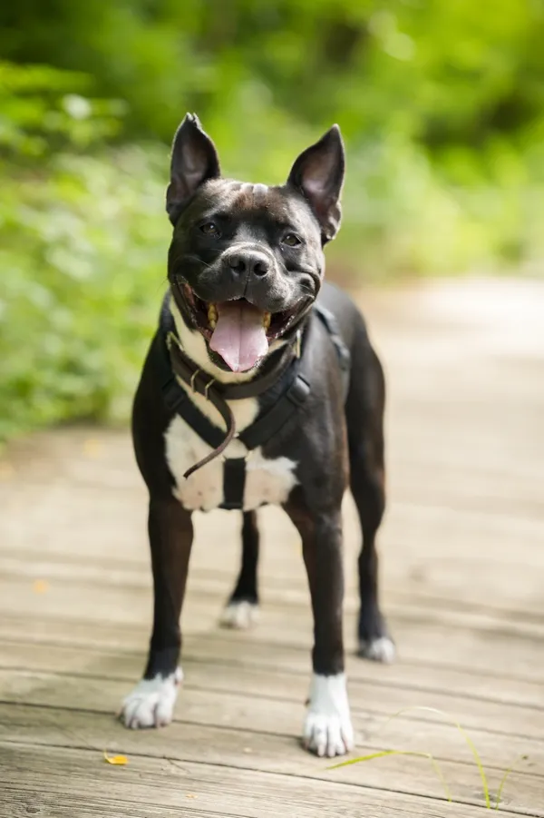 Znaleziono psa, Sosnowiec, 21 lipca 2025 (2/5)