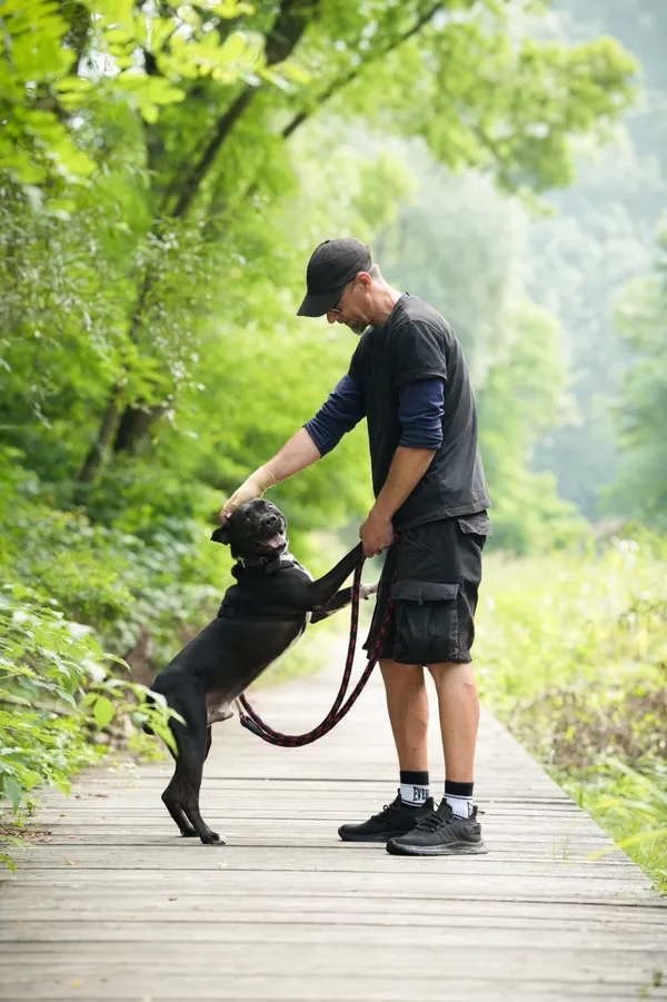 Znaleziono psa, Sosnowiec, 21 lipca 2025 (3/5)