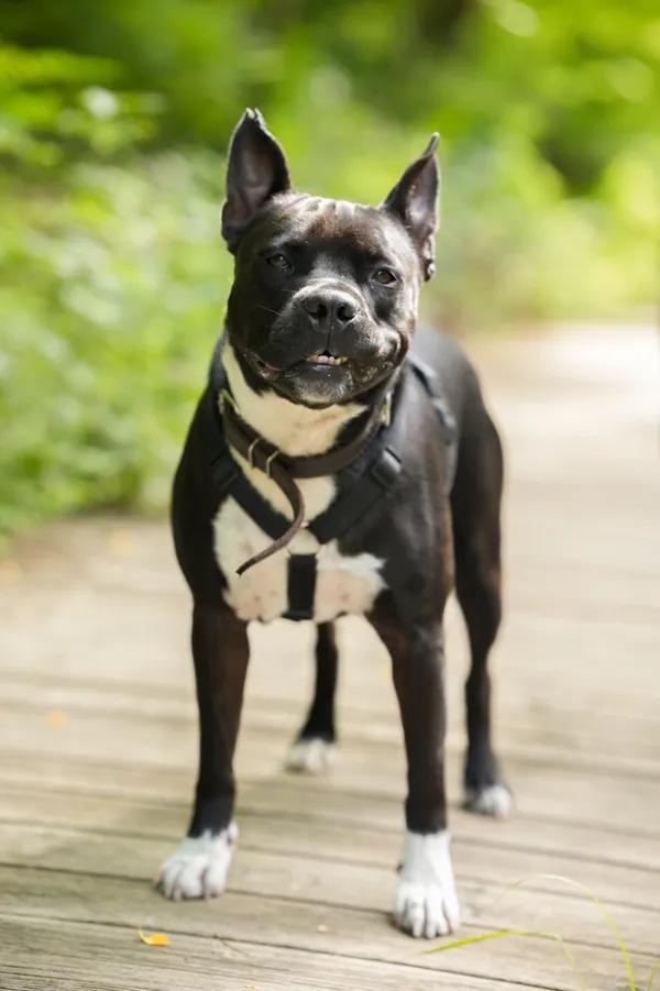 Znaleziono psa, Sosnowiec, 21 lipca 2025 (4/5)