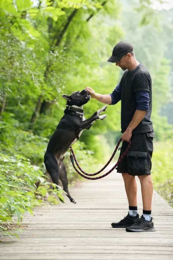 Znaleziono psa, Sosnowiec, 21 lipca 2025 (5/5)
