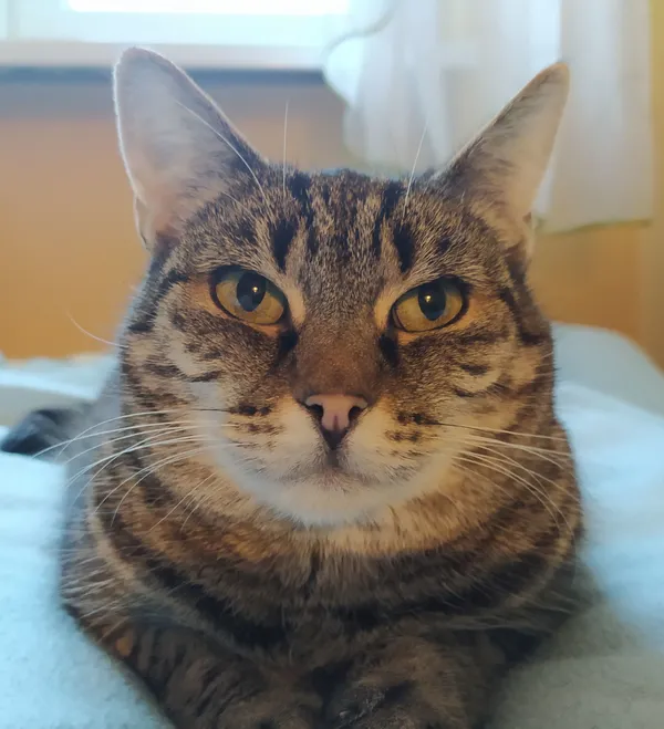 Zaginął kot, Grudziądz, 31 lipca 2025 (1/2)