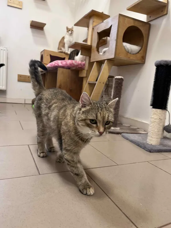 Kot do adopcji, Włocławek, 30 lipca 2025 (1/5)