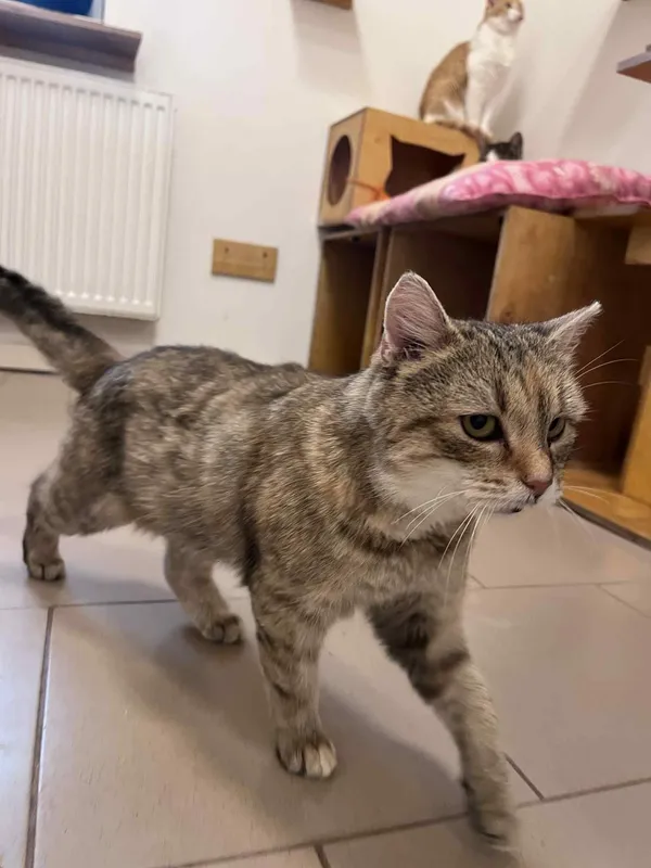 Kot do adopcji, Włocławek, 30 lipca 2025 (3/5)