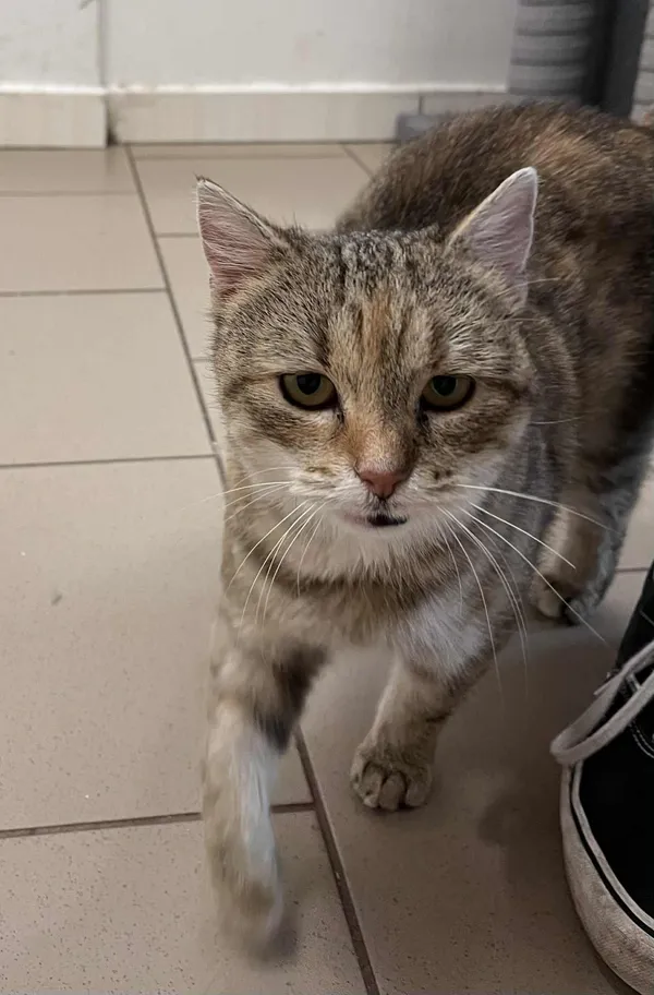 Kot do adopcji, Włocławek, 30 lipca 2025 (5/5)