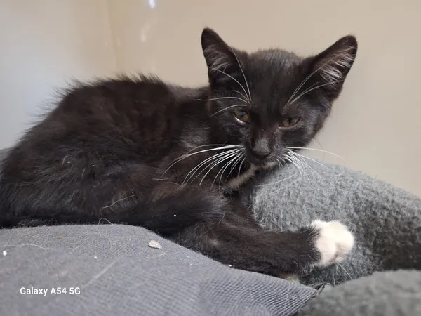 Kot do adopcji, Orzechowce, 29 lipca 2025 (5/5)