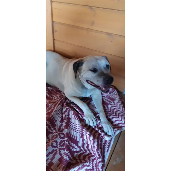 Znaleziono psa, Białystok, 31 lipca 2025