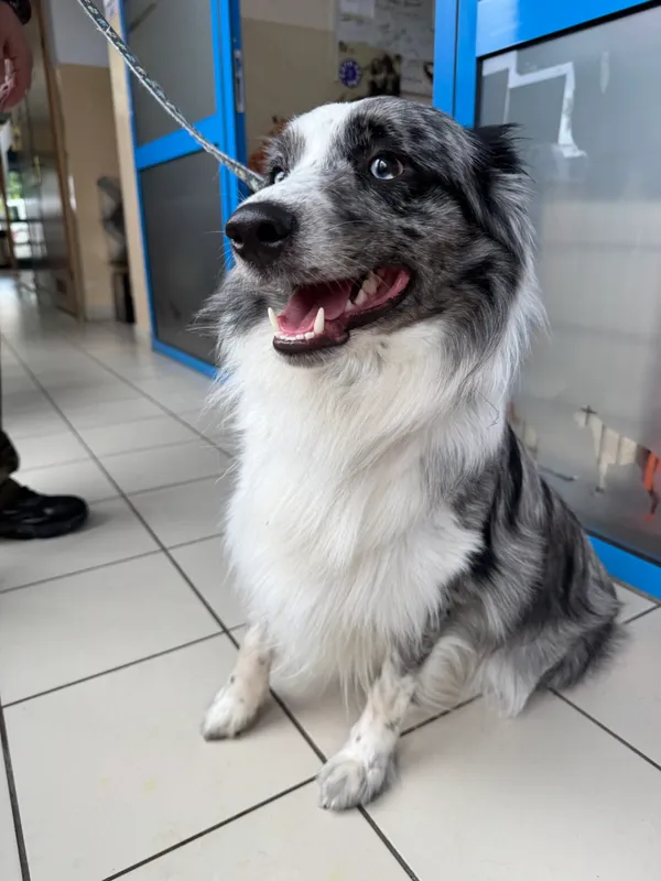 Znaleziono psa, Gdańsk, 31 lipca 2025