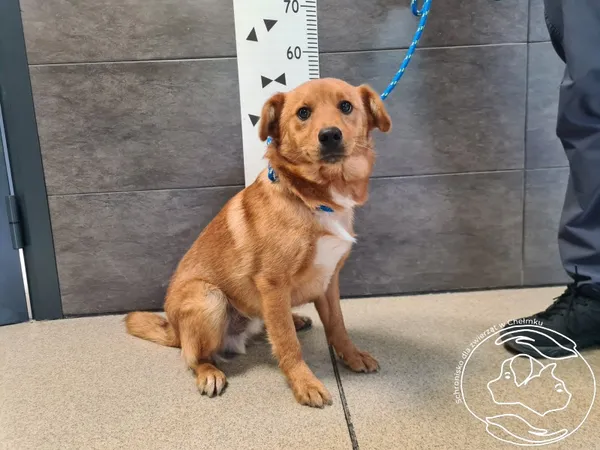 Znaleziono psa, Chełmek, 31 lipca 2025