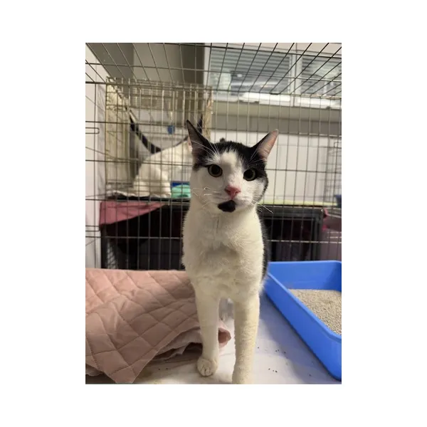 Znaleziono kota, Białystok, 30 lipca 2025