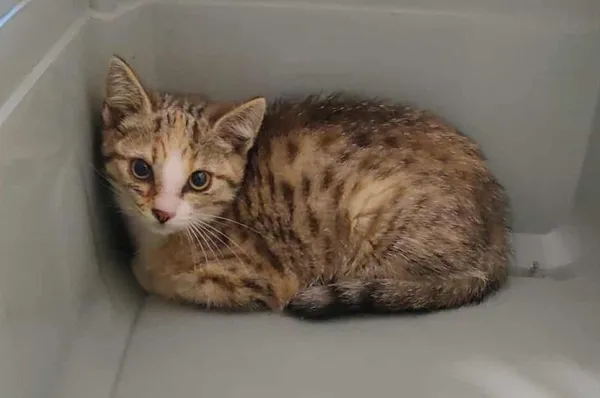 Znaleziono kota, Toruń, 30 lipca 2025