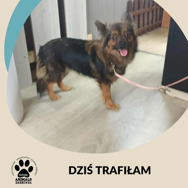 Znaleziono psa, Dąbrówka, 31 lipca 2025 (2/2)