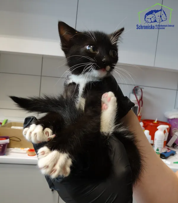 Kot do adopcji, Szczecin, 31 lipca 2025
