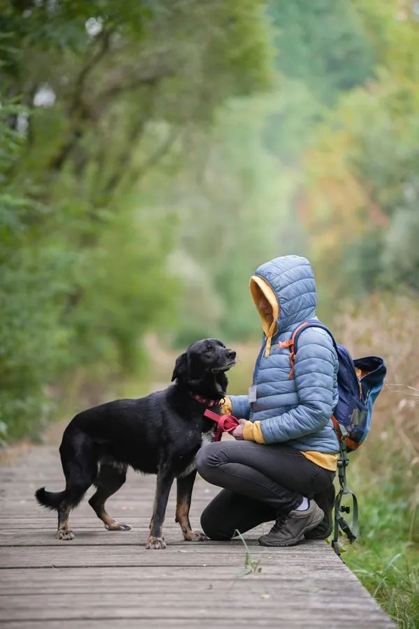Znaleziono psa, Sosnowiec, 30 lipca 2025 (1/5)