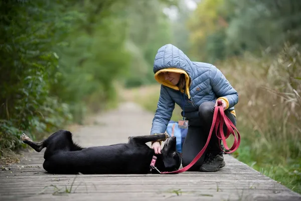 Znaleziono psa, Sosnowiec, 30 lipca 2025 (3/5)