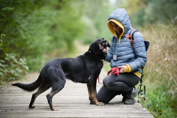 Znaleziono psa, Sosnowiec, 30 lipca 2025 (4/5)