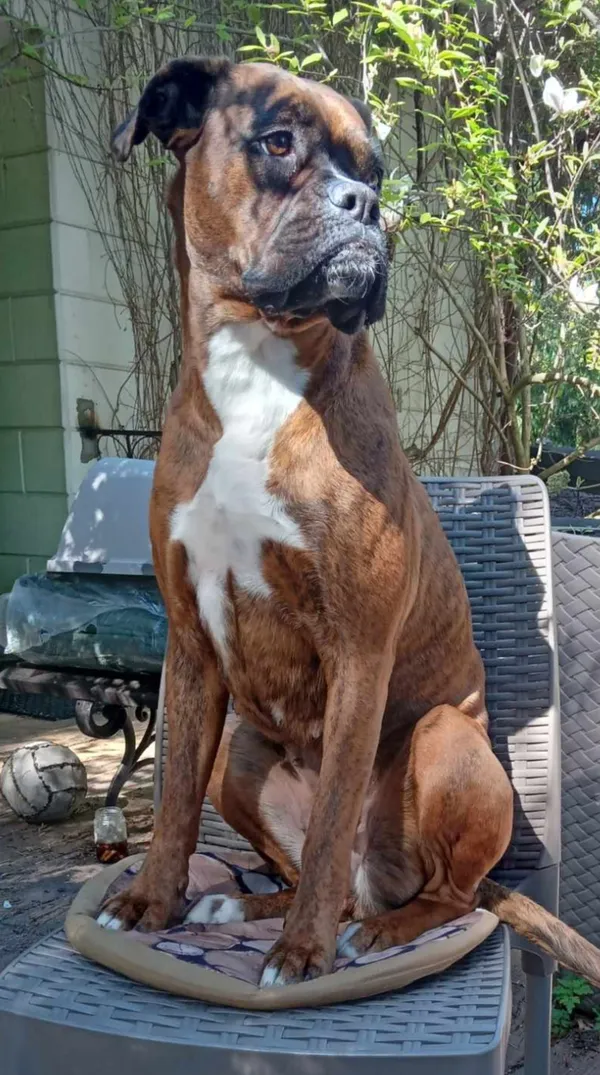 Zaginął pies, Kozienice, 1 sierpnia 2025 (1/3)