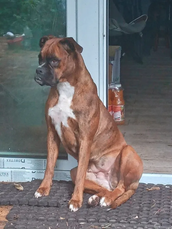 Zaginął pies, Kozienice, 1 sierpnia 2025 (3/3)