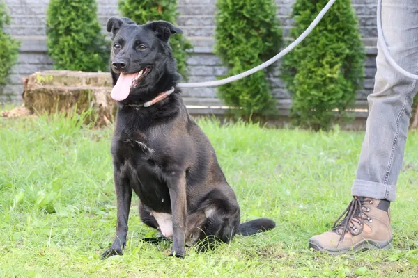 Pies do adopcji, Bełchatów, 8 maja 2025 (2/5)