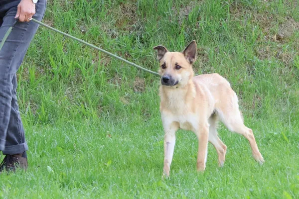 Pies do adopcji, Bełchatów, 6 maja 2025 (4/5)