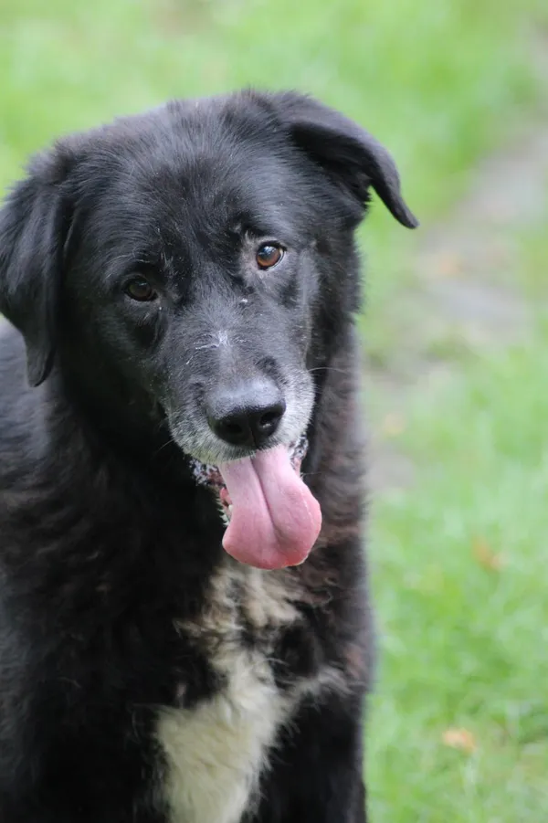 Pies do adopcji, Bełchatów, 17 września 2022 (1/5)