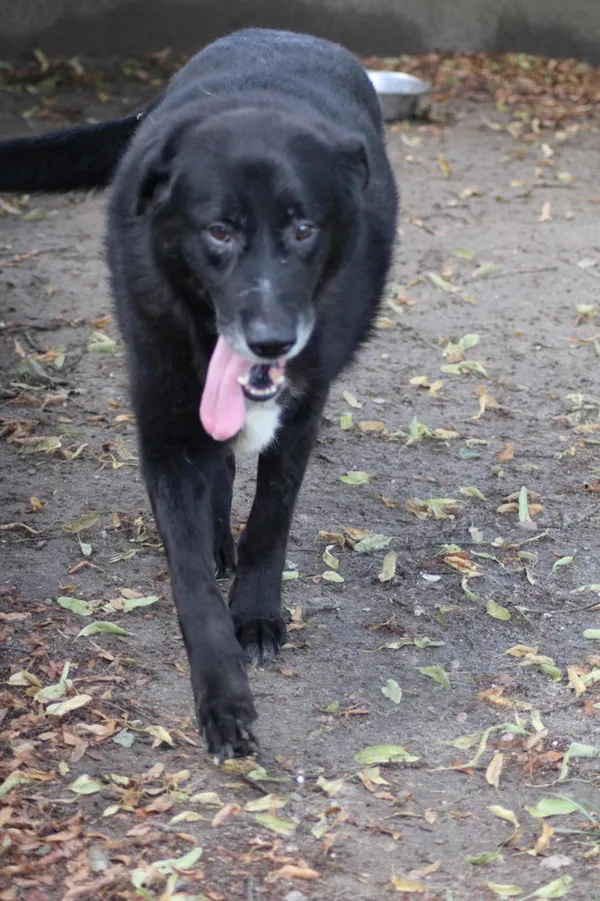 Pies do adopcji, Bełchatów, 17 września 2022 (2/5)