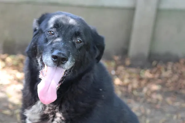 Pies do adopcji, Bełchatów, 17 września 2022 (3/5)