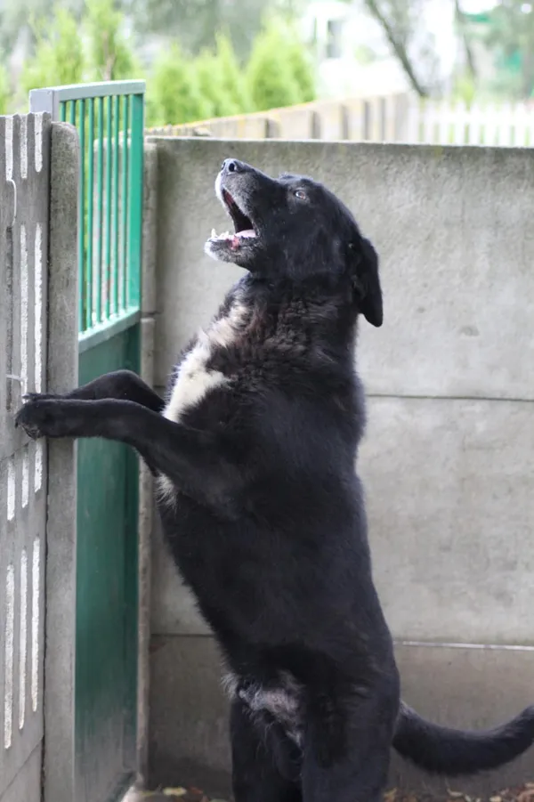 Pies do adopcji, Bełchatów, 17 września 2022 (4/5)